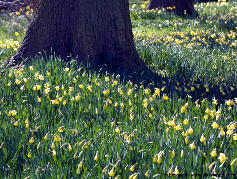 Free Desktop Background Spring Daffodils Free Desktop Background Spring Daffodils
