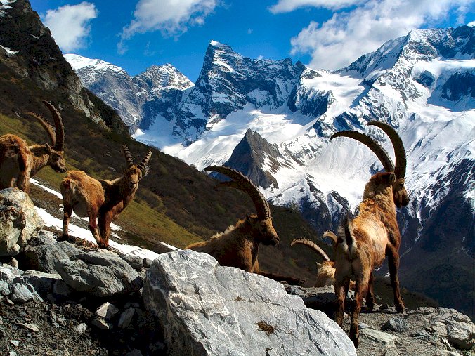 Bouquetin à Champagny le Haut en SAVOIE LIBRE
