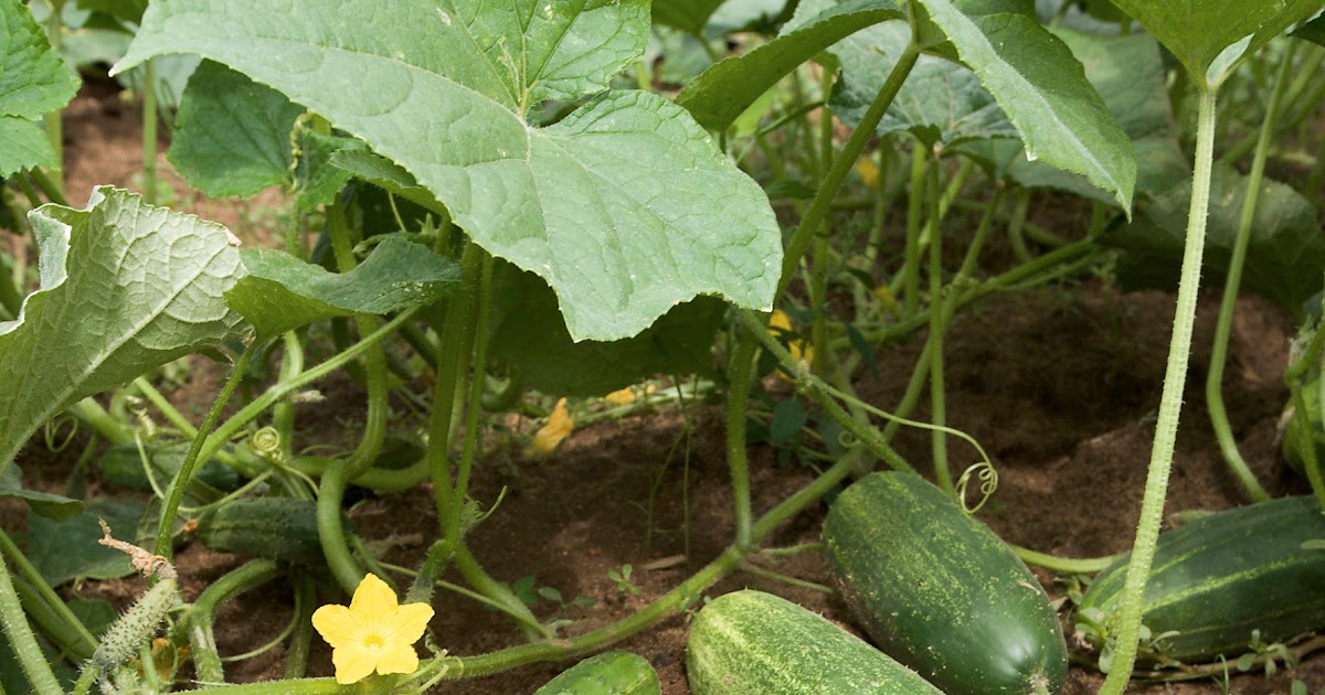 Green Garden Dreaming Sunflowers sweeten Cucumbers