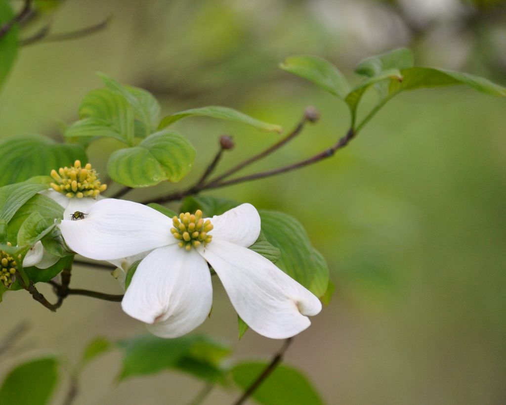 White+flowering+dogwood+leaves