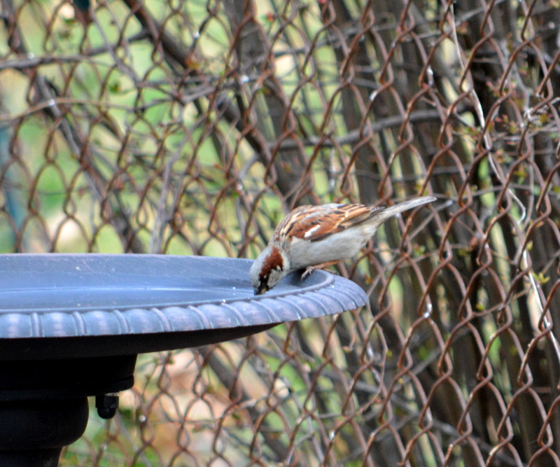 cozy birdhouse | sparrow at the bird bath