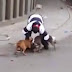 "El Mataperros": Lo acusan de usar dos pit bull para matar canes callejeros