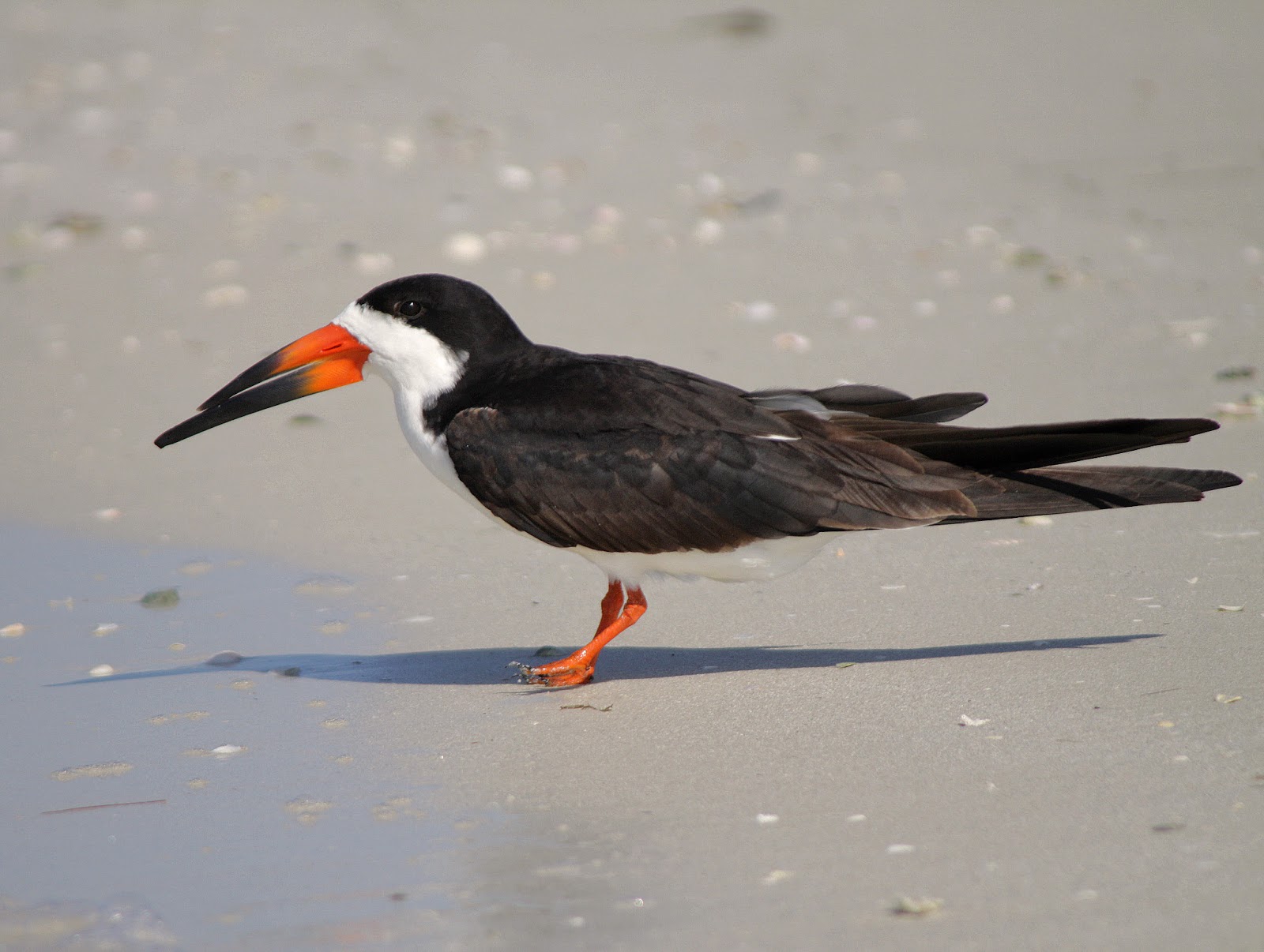 Hunting Digital Plumes in the US and Beyond Southwest Florida