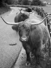 hairy cow calf hairy cow calf