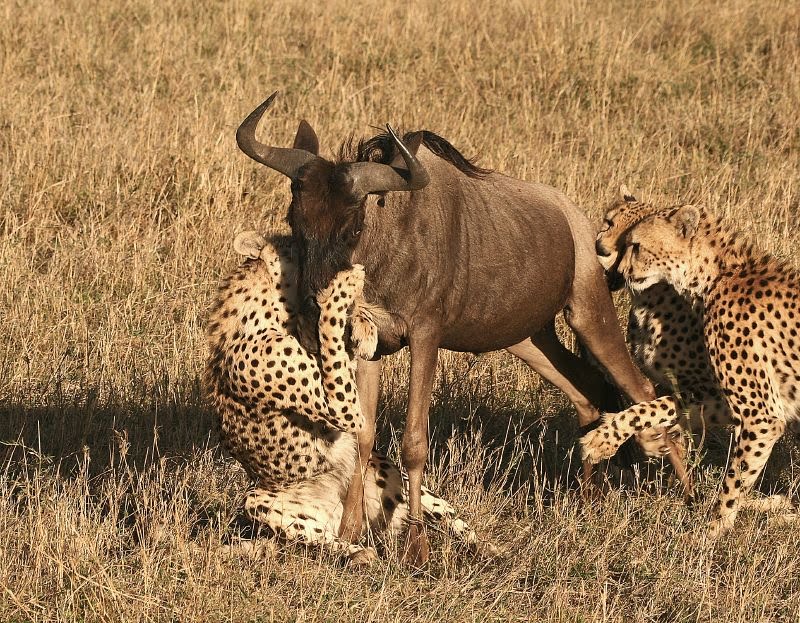 Hunting Animals 3D downloading Hunting Animals 3D downloading