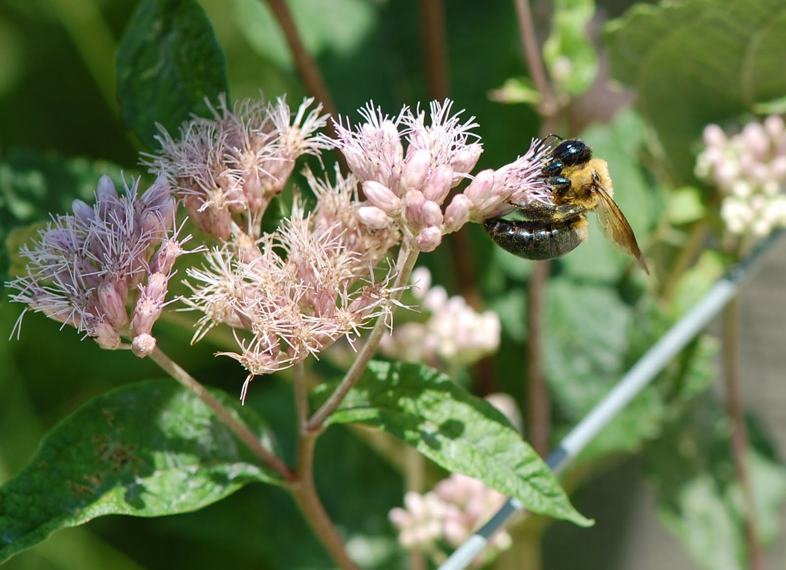 Urban Wildlife Guide The Carpenter Bee and the Tiger Bee Fly