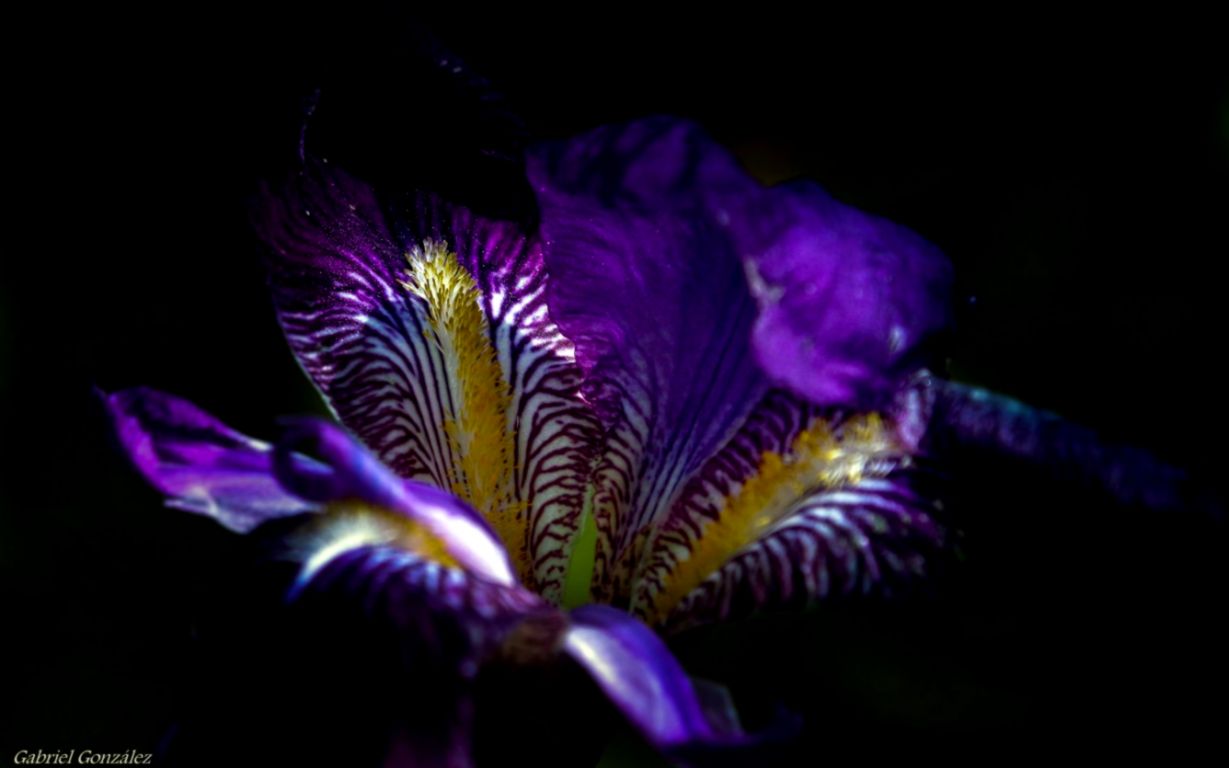 Sensational Iris Flower Macro Photography HD Images Free Desktop Sensational Iris Flower Macro Photography HD Images Free Desktop