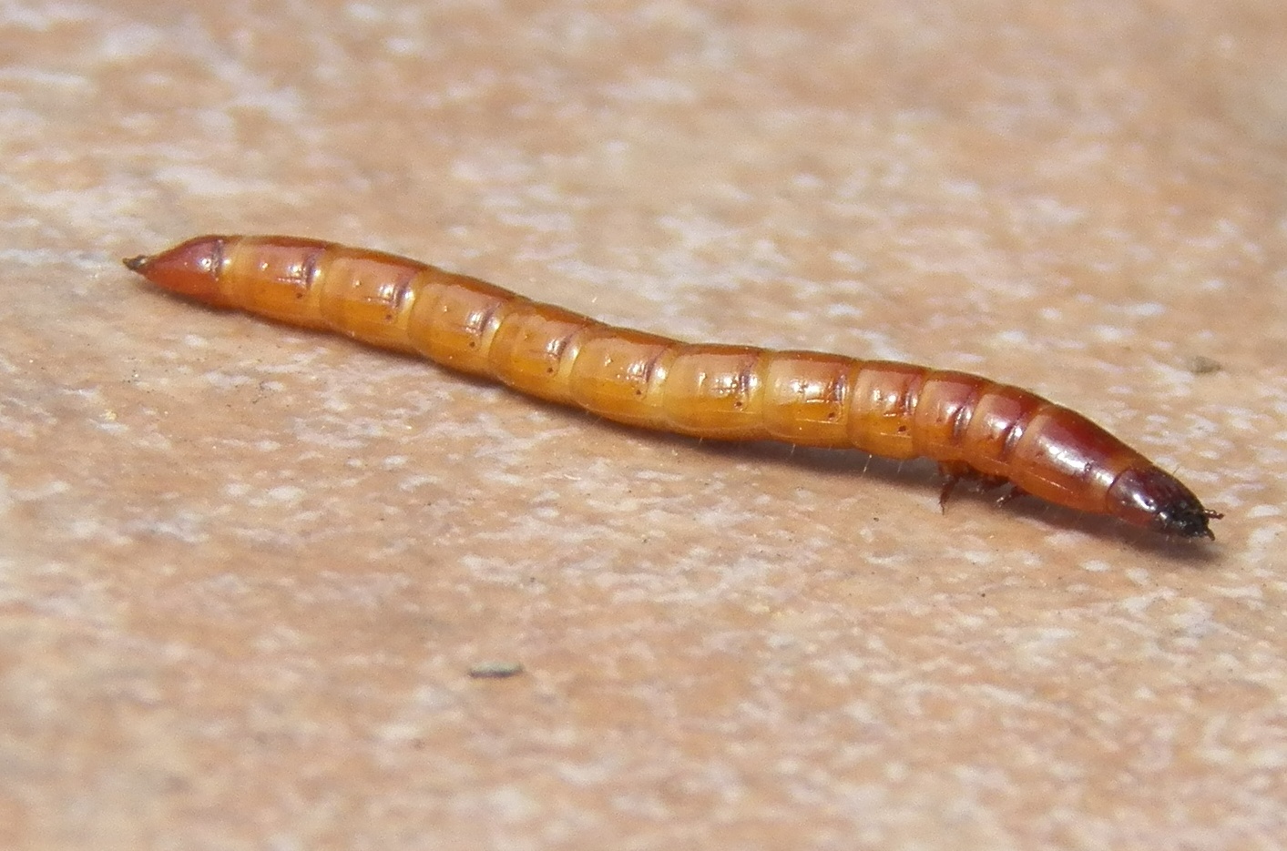 What Lives in my Yard? Wireworm (Click Beetle Larva) Identification Notes