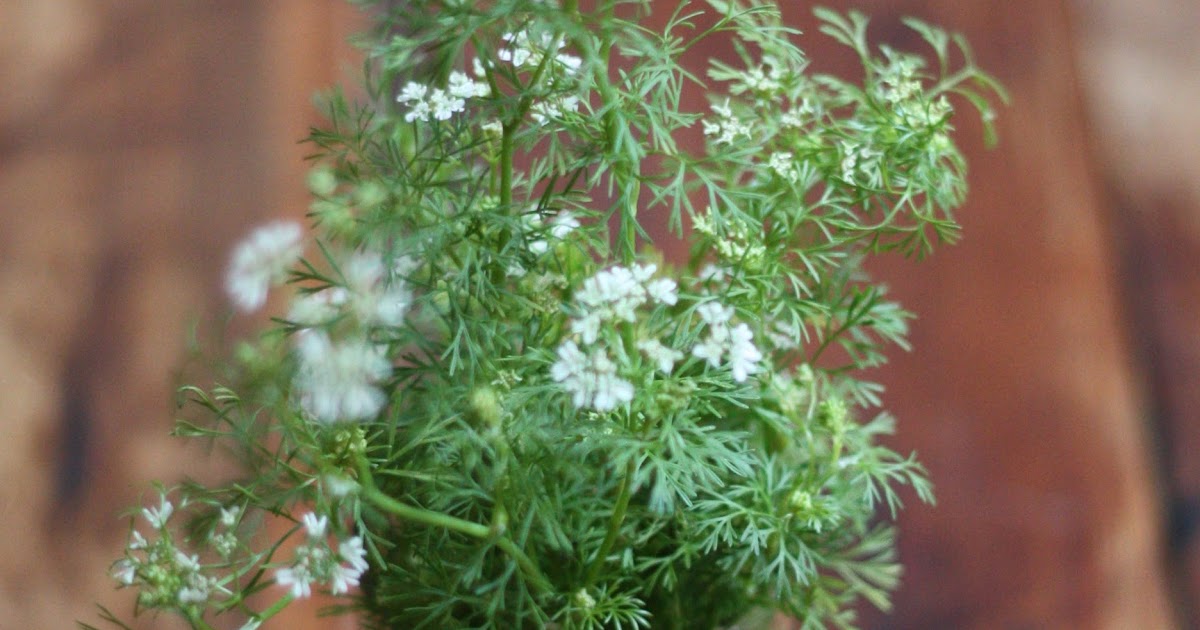 E.A.T. Flowering Cilantro