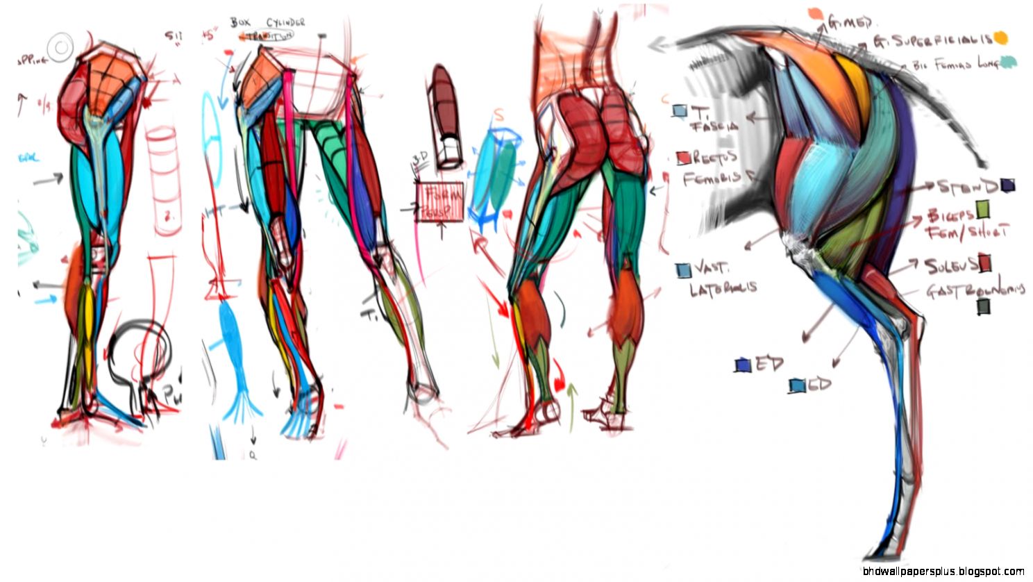 news Comparative Anatomy Lecture Upper Torso news Comparative Anatomy Lecture Upper Torso