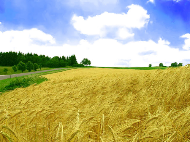 backgrounds pictures free,free 3d pictures,3d picture download, desktop background