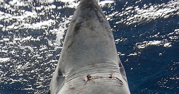 toyhaven: This is JAWS for real - as seen by Australian photographer