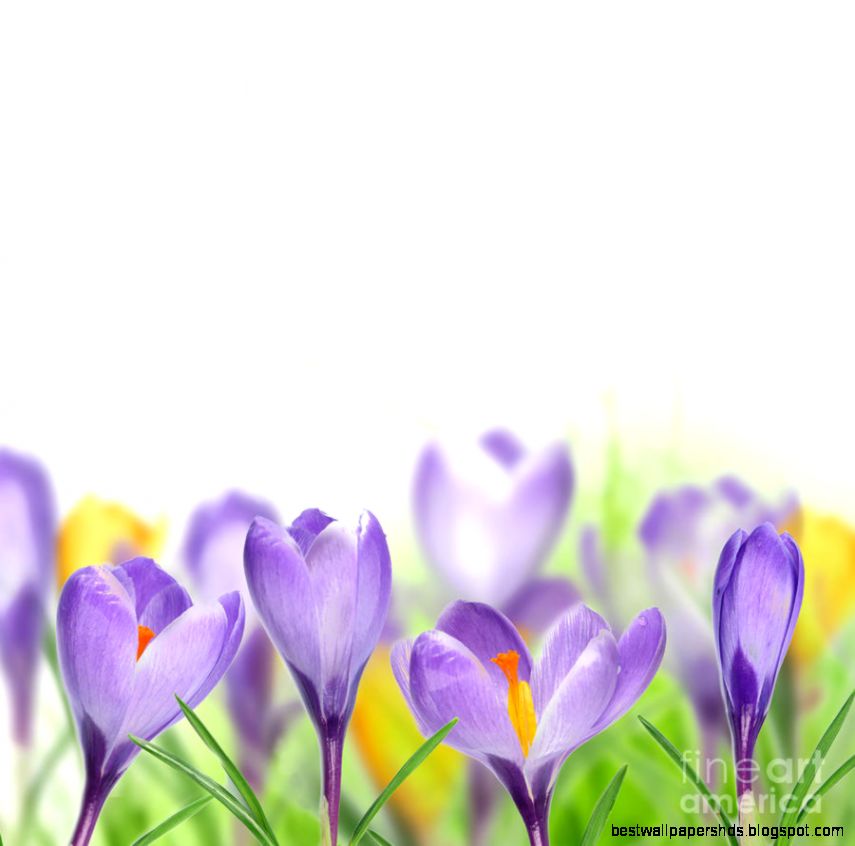 The Beautiful Spring Flowers by Boon Mee The Beautiful Spring Flowers by Boon Mee