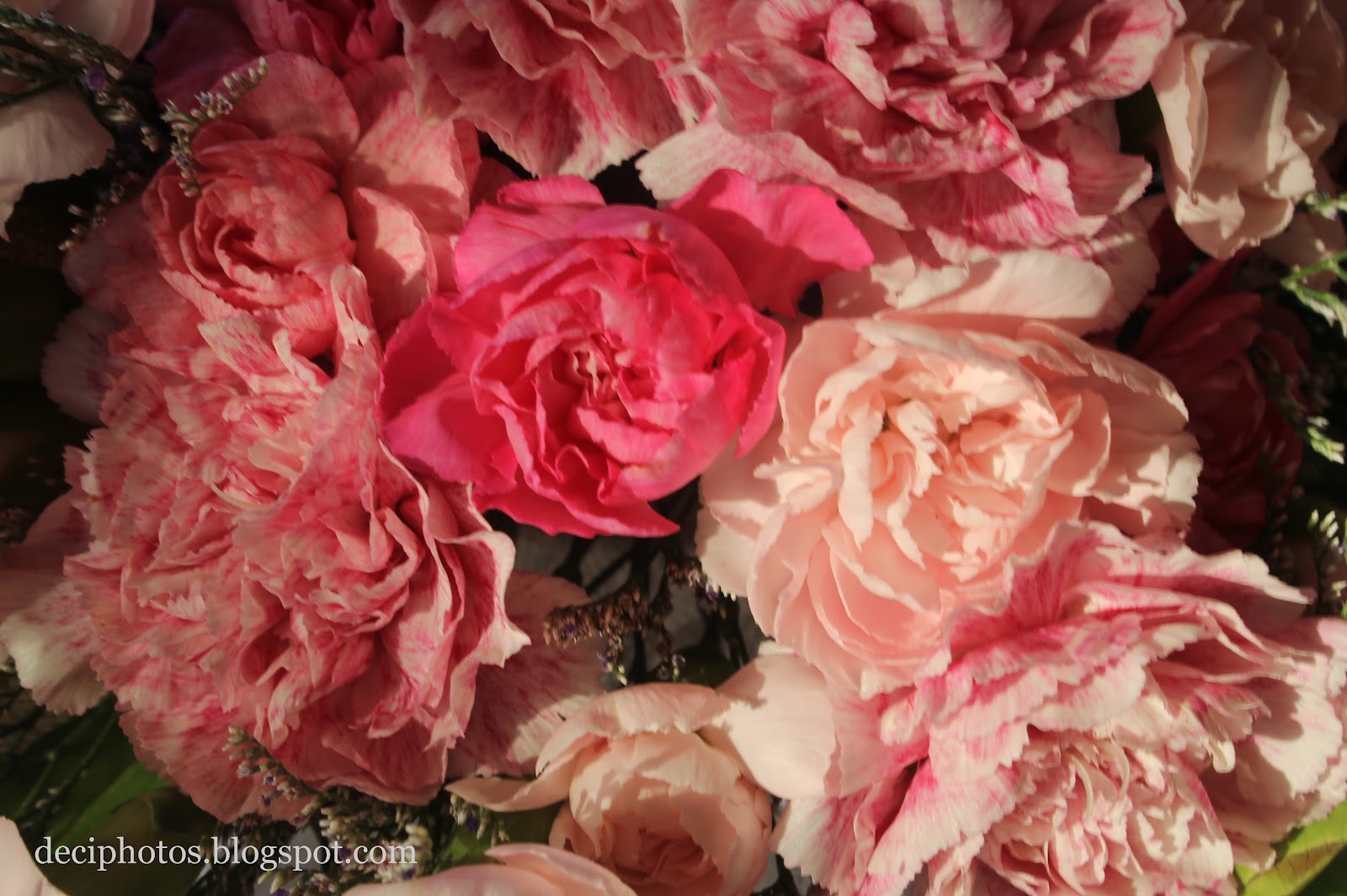 Deci Photos Real Flower Photoshoot