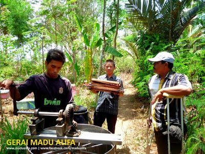 KHASIAT MADU ASLI JAKARTA MANFAAT MADU ASLI