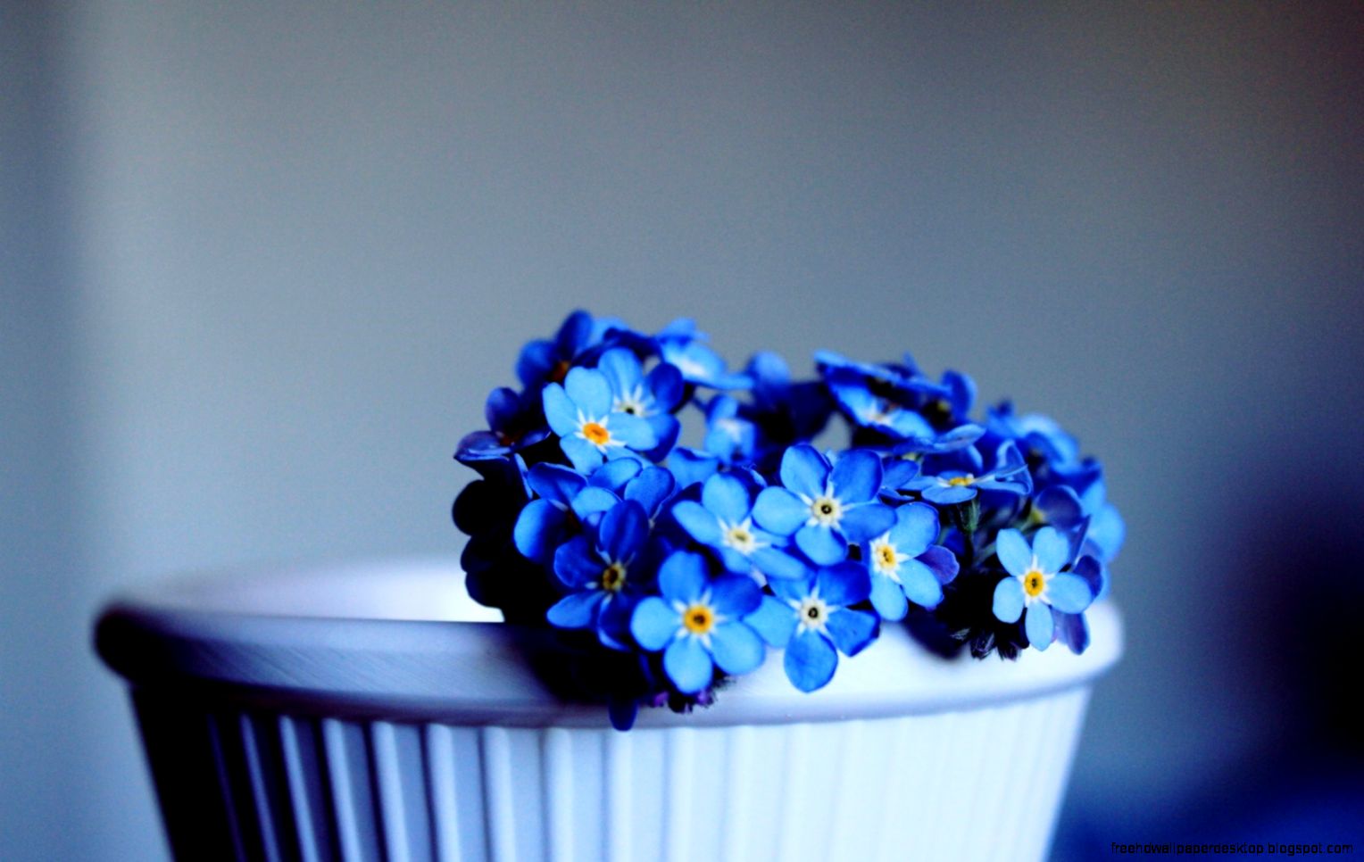 Blue Flowers Forget Me Not HD Wallpaper OmWallpapers Blue Flowers Forget Me Not HD Wallpaper OmWallpapers