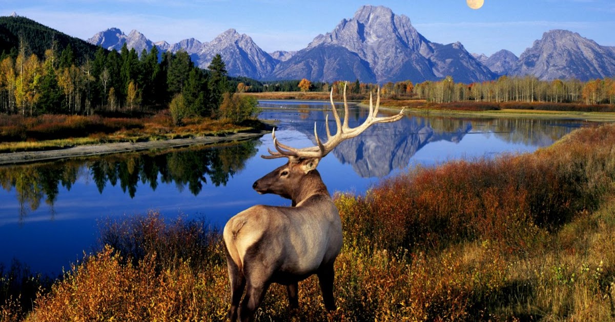 Elk Hd Wallpapers | Wallpapers Box