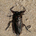 Unidentified Beach Beetle
