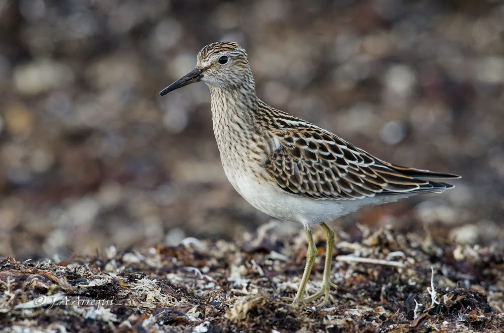 Correlimos pectoral, Calidris melanotos, Pectoral Sandpiper Correlimos pectoral, Calidris melanotos, Pectoral Sandpiper