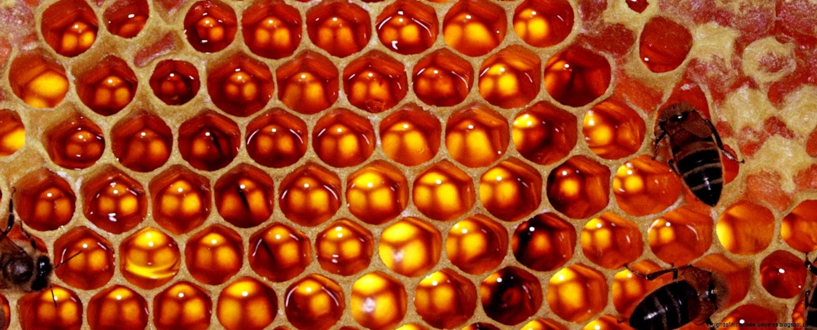 Hd Wallpapers Honeycomb Bees Pollination Insects 1600 X 1200 309 Kb Hd Wallpapers Honeycomb Bees Pollination Insects 1600 X 1200 309 Kb