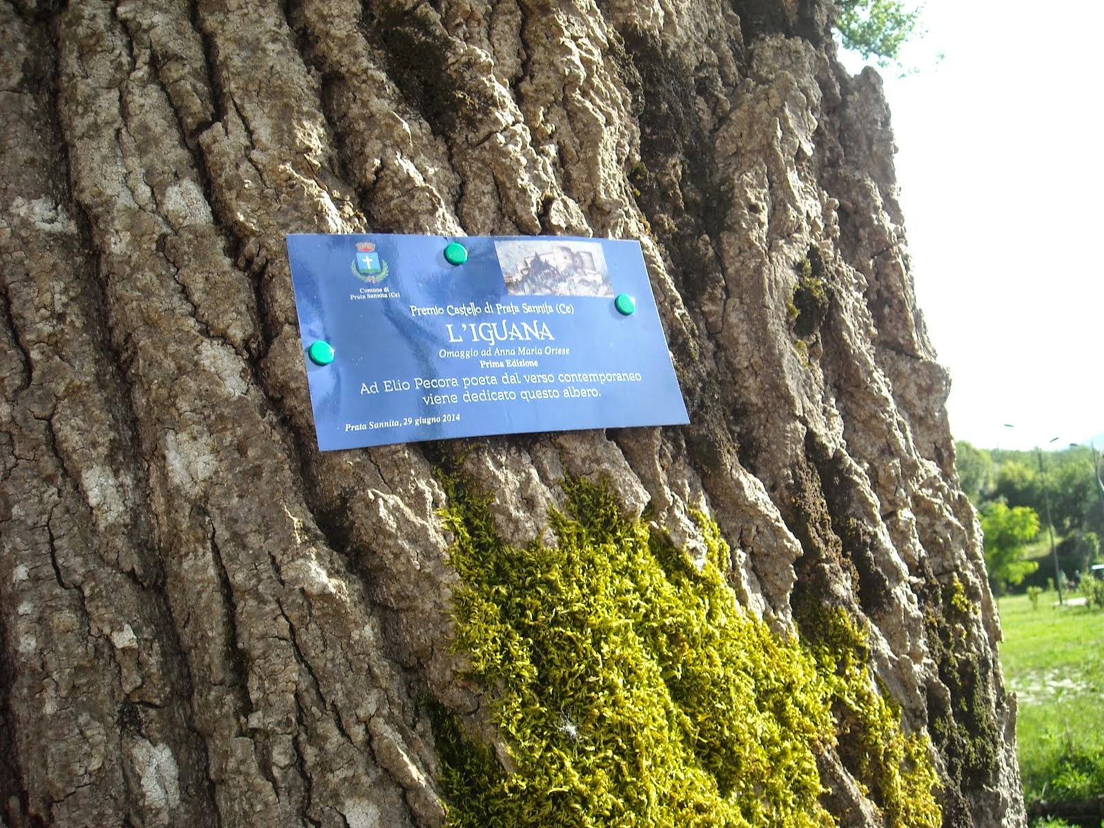 l'albero donato al Poeta Elio Pecora