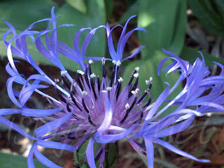 up close shot of blue Bachelor's Button flower