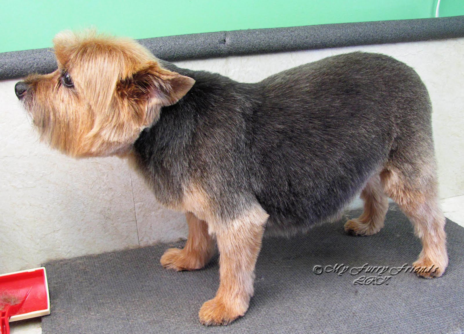 Pet Grooming The Good, The Bad, & The Furry Tuesday's Tip 27 Greasy