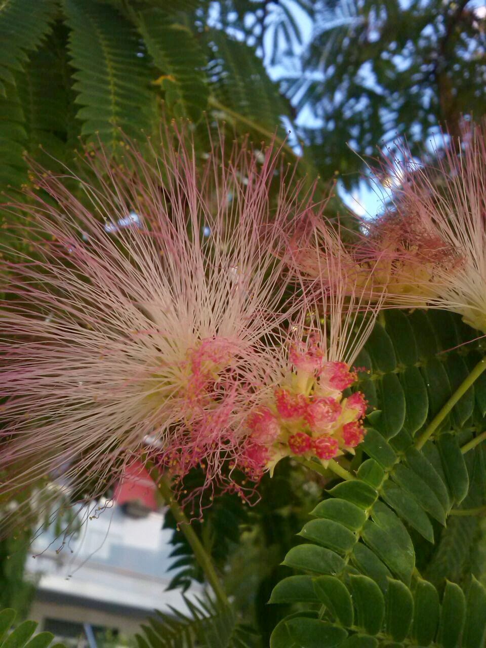 Albizia julibrissin