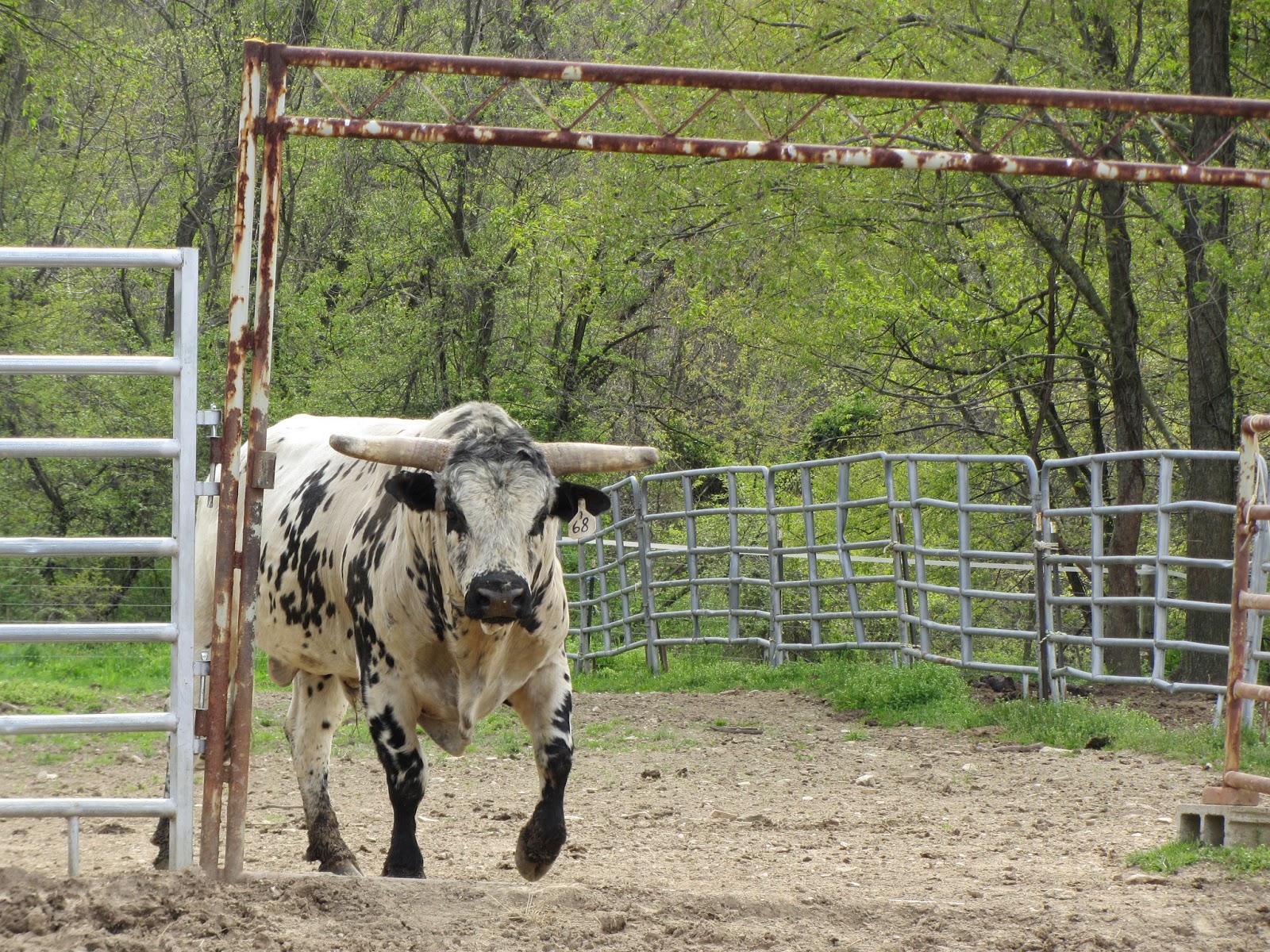 SNOTITUDE Bucking Bull Blog A Visit to Three S Bucking Bulls