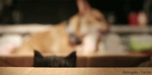 Funny cats - part 181, funny cat gif, cat gifs, adorable cat gifs