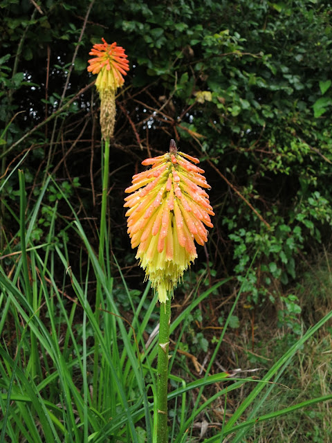 Two Red Hot Poker flowers by undergrowth after rain.