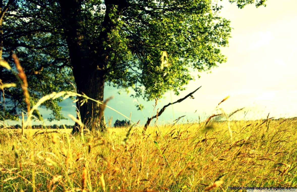 Summer Field HD desktop wallpaper High Definition Fullscreen Summer Field HD desktop wallpaper High Definition Fullscreen