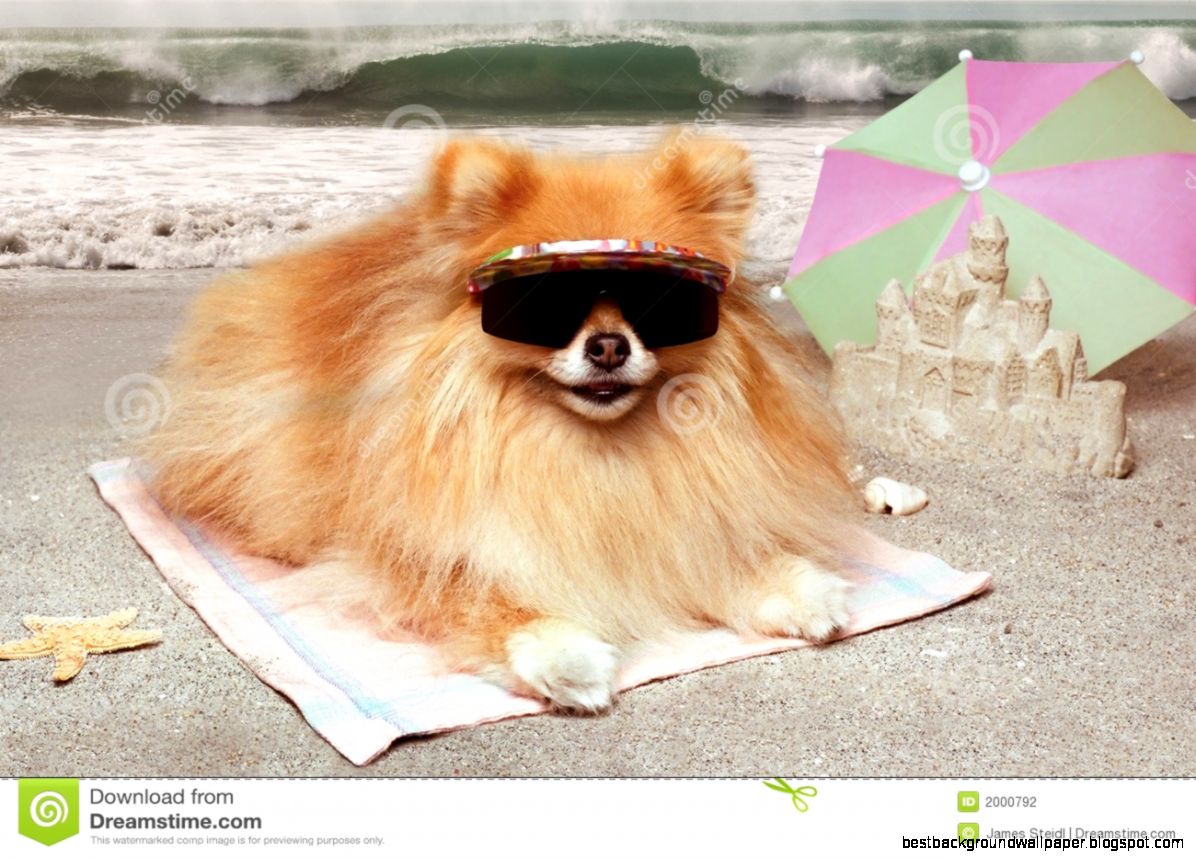 Dog Beach Stock Photography   Image 2000792 Dog Beach Stock Photography   Image 2000792