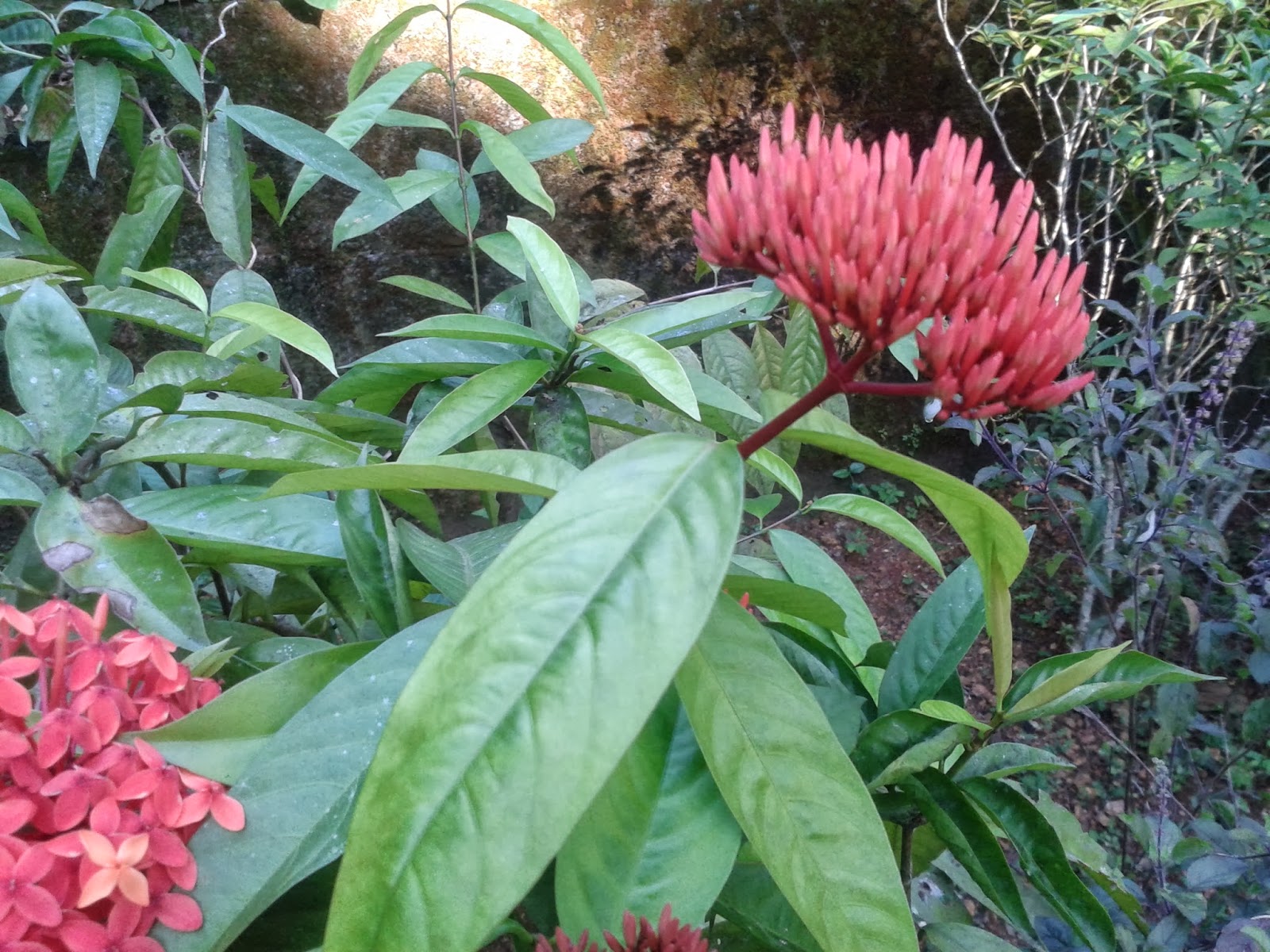 Thechi/Chethi Flower ( Ixora Coccinea ),The