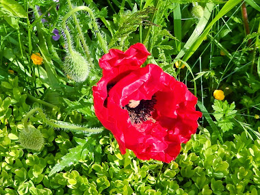 Le Potager du Roi