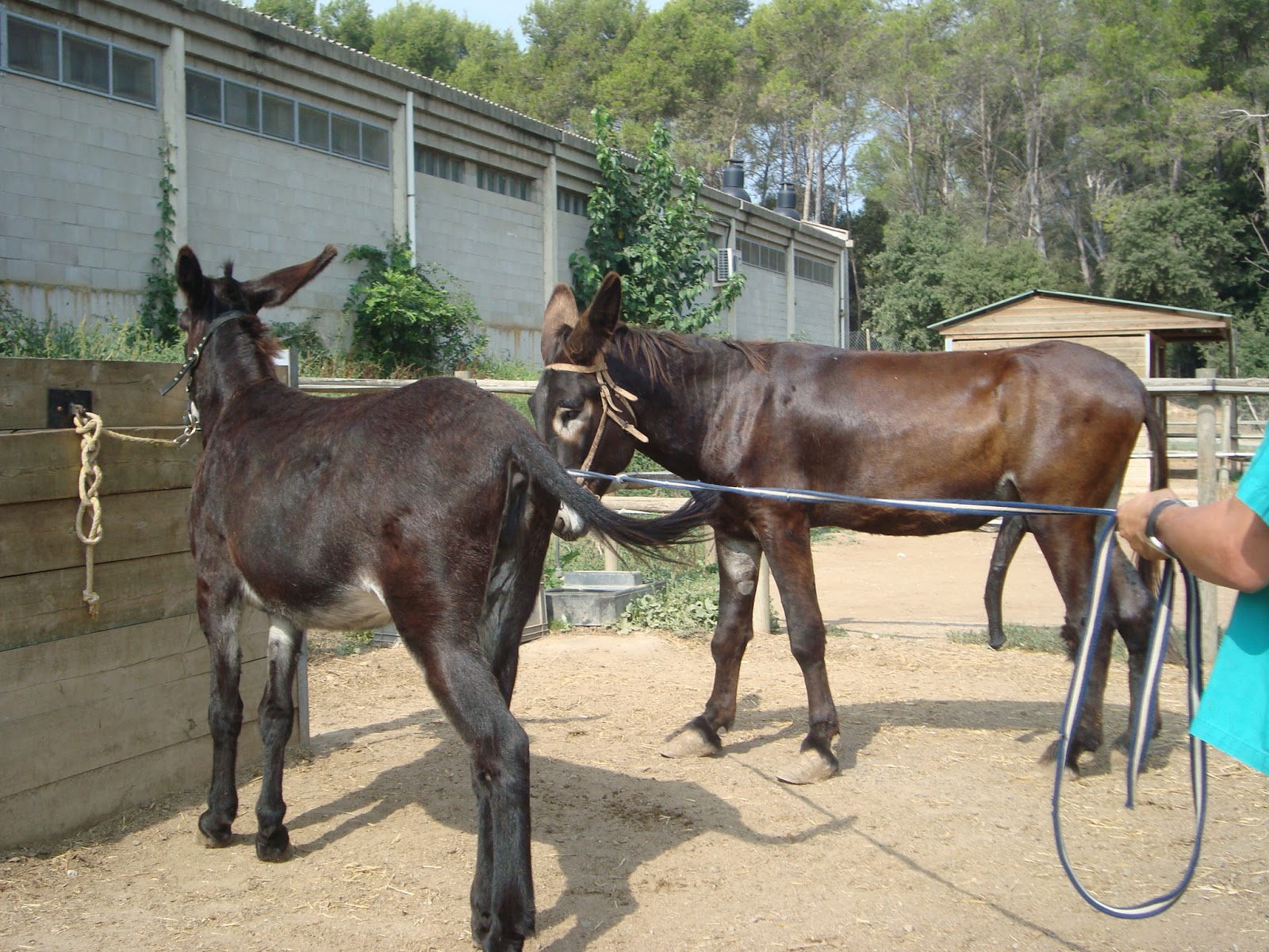 CATALONIAN DONKEYS' REPRODUCTION AT AUTONOMOUS UNIVERSITY OF BARCELONA Make your passion be