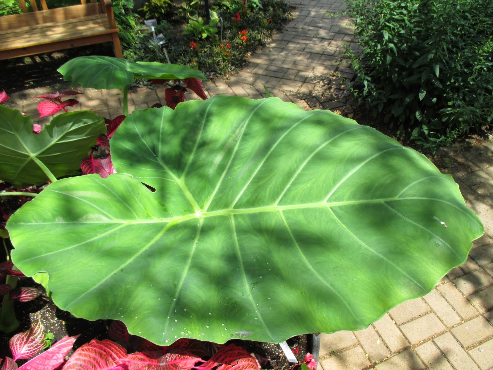 Rotary Botanical Gardens Hort Blog The Weed Population Takes A Plunge