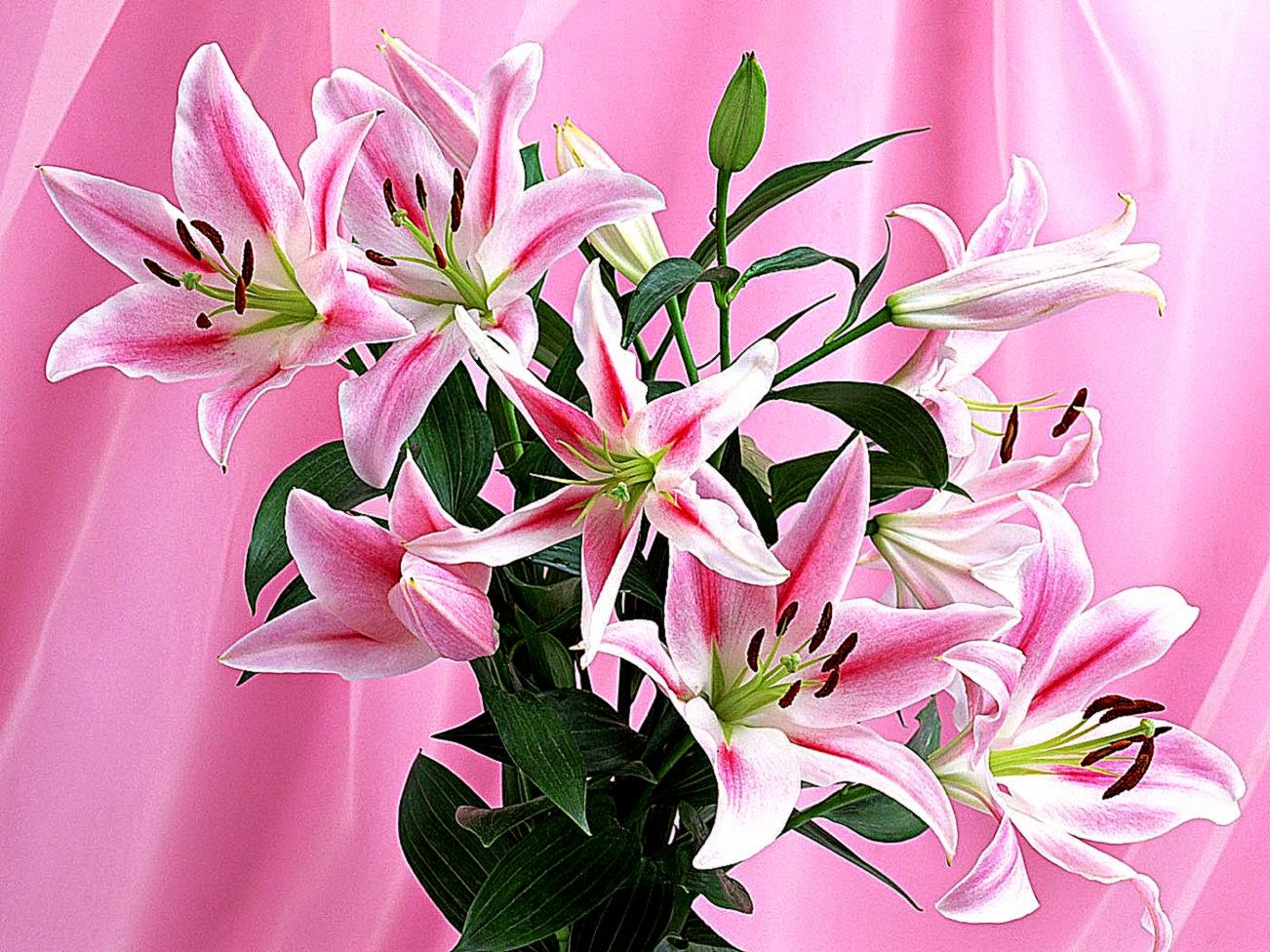 Images For gt Pink Stargazer Lily Wallpaper Images For gt Pink Stargazer Lily Wallpaper