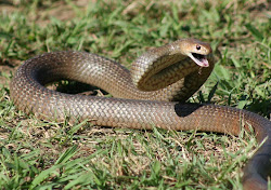 Eastern Brown Snake DANGEROUS