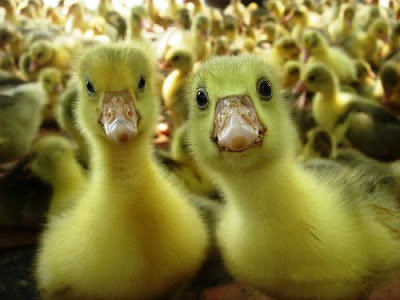 baby-ducks.jpg