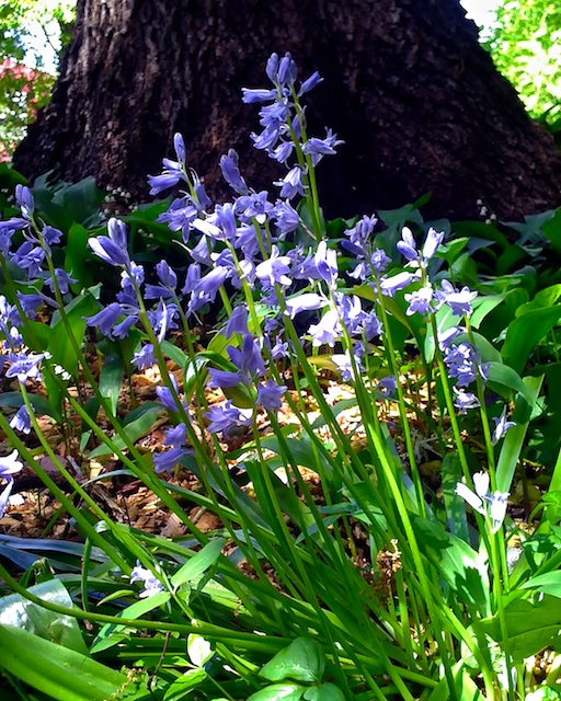 Docaitta Lifestyle Gardening Last of the Spring Scilla, Wood Hyacinth