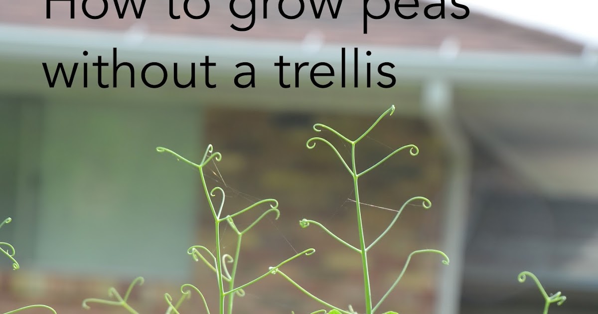 Backyard Farming How to grow peas without a trellis