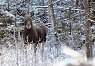 EscapeFan Winter Forest E…