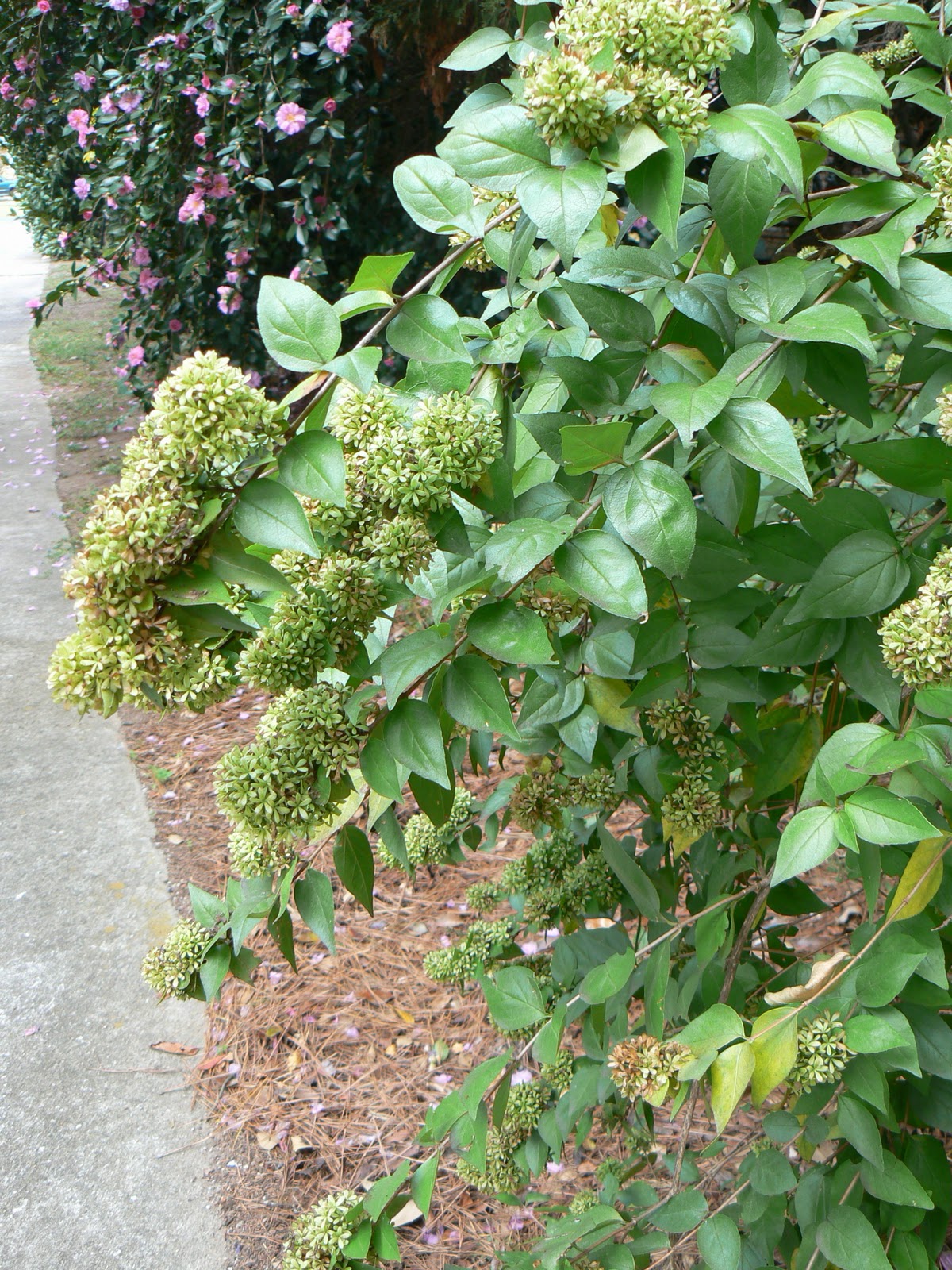 Making It Pretty Landscaping The Pond We Love Pets