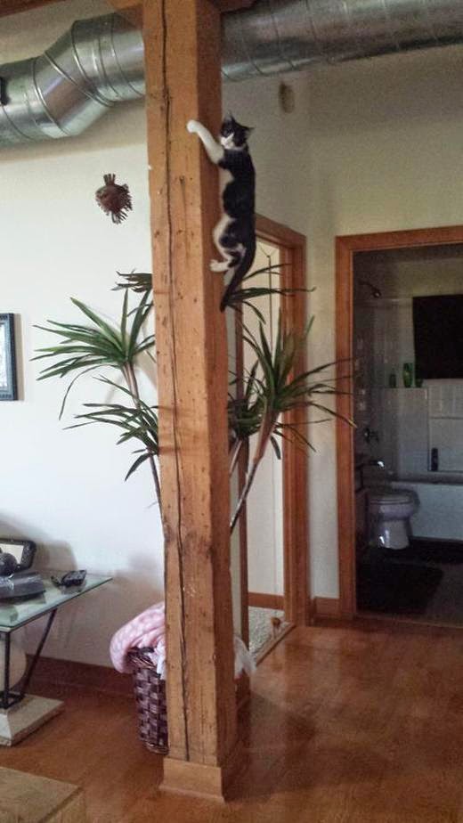 Мой кот думает, что он лемур