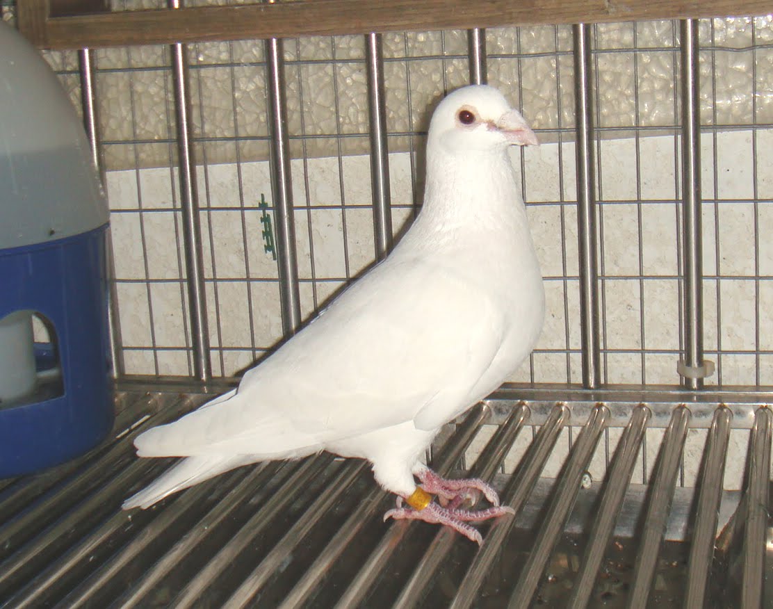 Cave ellison hole pigeon mountain georgia ellisons walker county crockford wildlife ga cressler alan tennessee management area gorham Free Cool Wallpapers: pigeon pictures