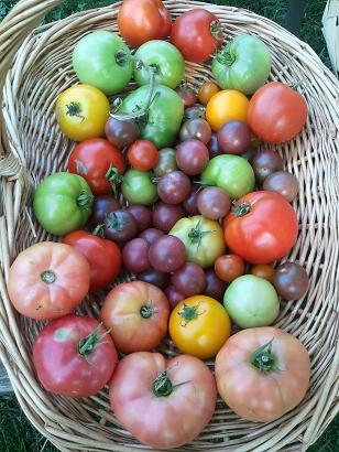 Tomatoes from the Garden