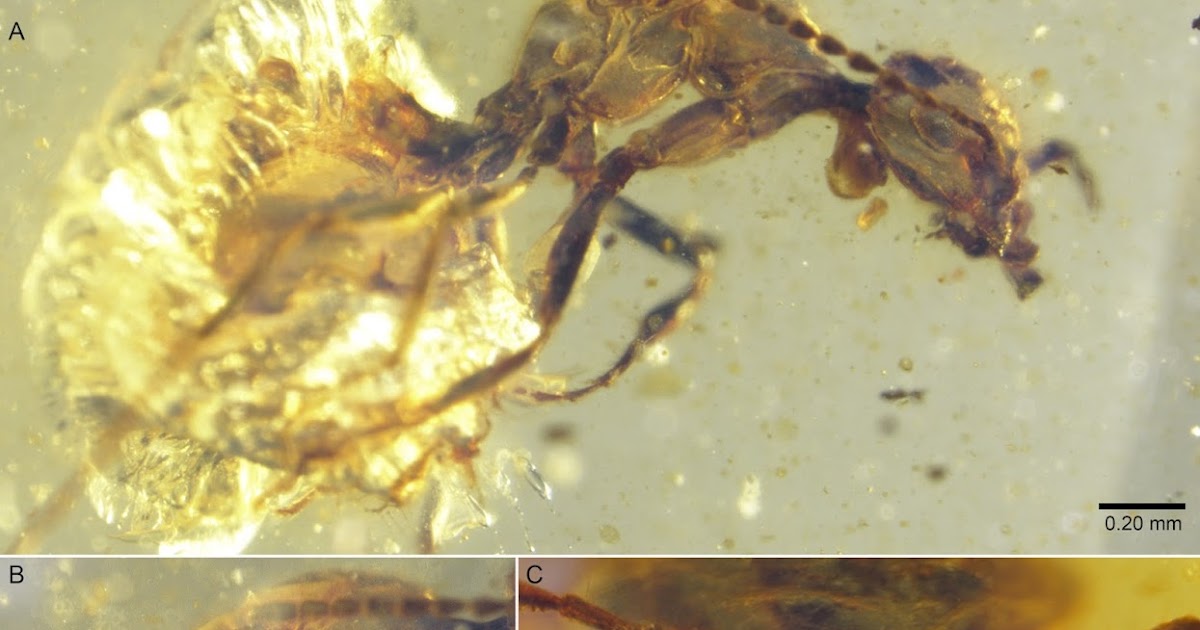 Sciency Thoughts A new species of early Ant from Cretaceous Burmese amber.