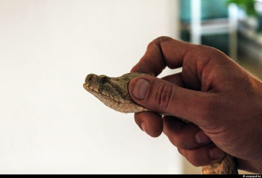 News Dumper How to catch snakes