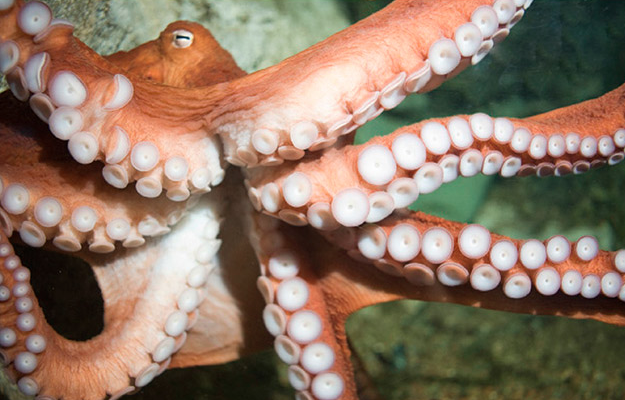 octopus plural octopus plural